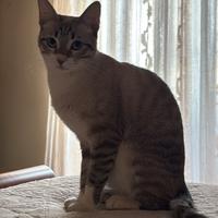 Gattina