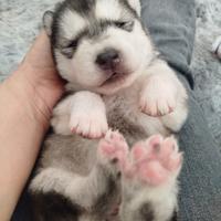 Cuccioloni