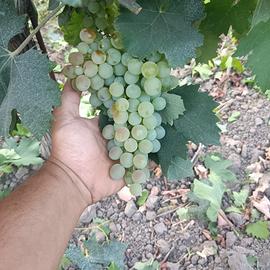 UVE DA VINO DI QUALITÀ SUPERIORE