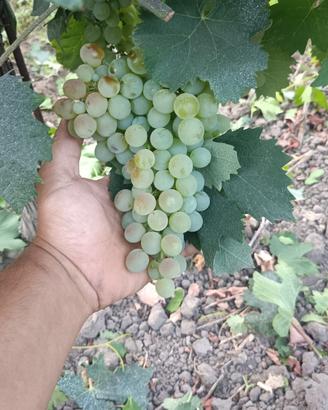 UVE DA VINO DI QUALITÀ SUPERIORE