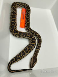 Pitone Moluro n.22 Femmina Bivittatus