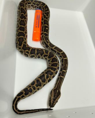 Pitone Moluro n.22 Femmina Bivittatus