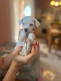 Cucciola Jack Russel