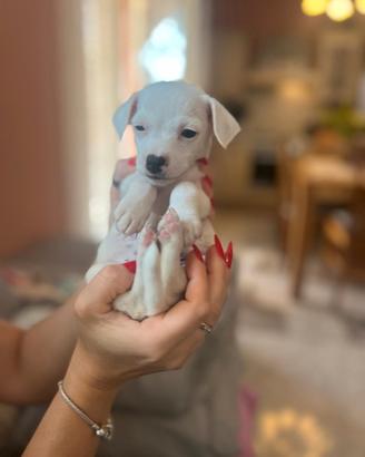 Cucciola Jack Russel