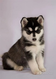 Siberian Husky Cucciola