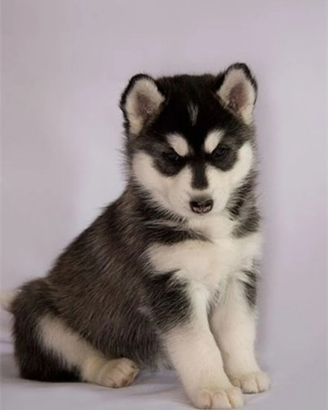 Siberian Husky Cucciola