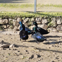 Anatre germano smeraldo