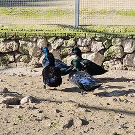 Anatre germano smeraldo