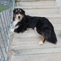 Cane Pastore australiano disponibile per monta
