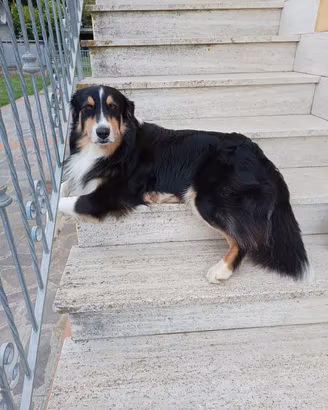 Cane Pastore australiano disponibile per monta