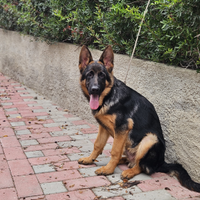 Cucciolo pastore tedesco