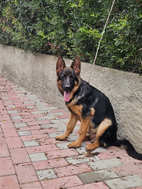 Cucciolo pastore tedesco