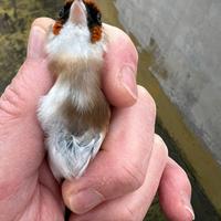 Cardellina Favata 2025