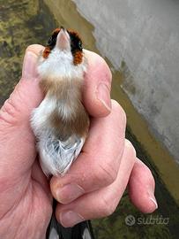 Cardellina Favata 2025