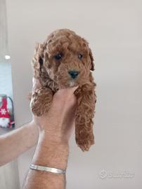 Barboncino Nano Salerno