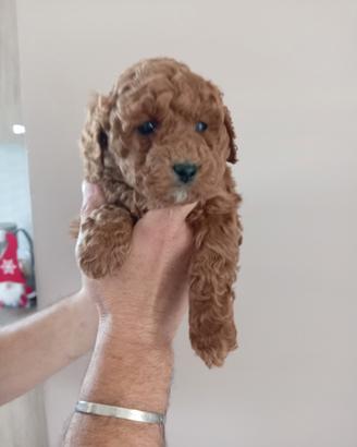 Barboncino Nano Salerno