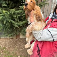 Cucciolo di Cocker Spaniel