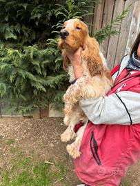 Cucciolo di Cocker Spaniel