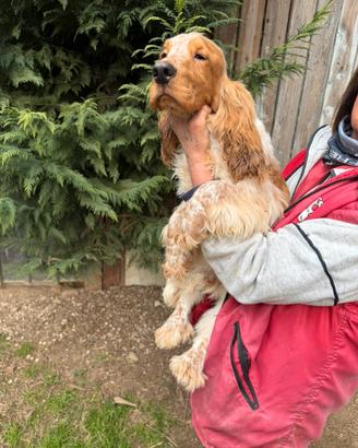 Cucciolo di Cocker Spaniel