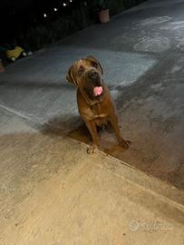 Cane corso