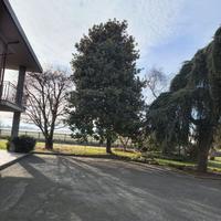 Albero da giardino - Magnolia