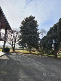 Albero da giardino - Magnolia