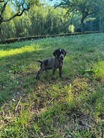 Cane cucciolo di drahthaar
