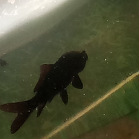 Carpa Koi full black