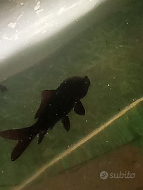 Carpa Koi full black