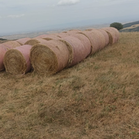 Fieno di avena