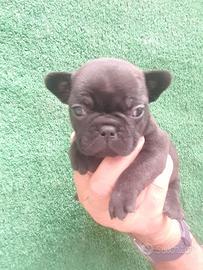 Bulldog francesi