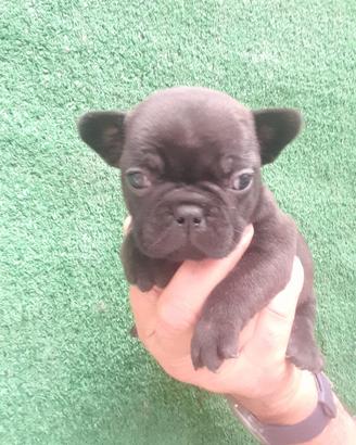 Bulldog francesi