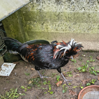 Gallo padovano