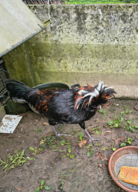 Gallo padovano