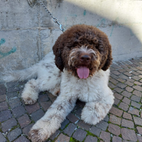 Lagotto per monte