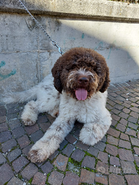 Lagotto per monte