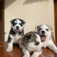 Cuccioli Husky Siberian