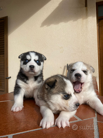 Cuccioli Husky Siberian