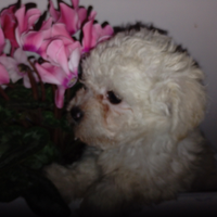 Maltipoo