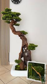  Bonsai d’Autore – Tronco Unico con Quadro e Vaso 