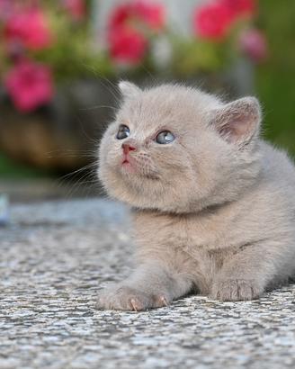 Cuccioli British con pedigree