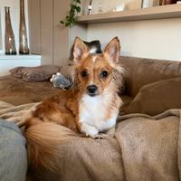 Cane piccola taglia per monta