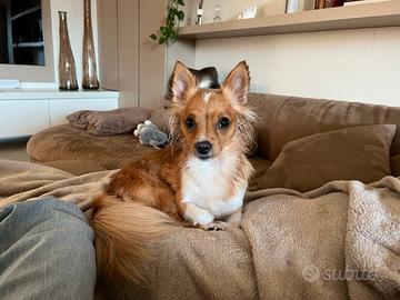 Cane piccola taglia per monta