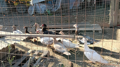 Anatre mute selezionate