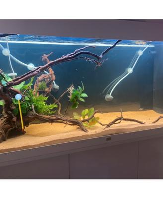 Juvel Rio 240 con filtro OASE Biomaster Thermo 600