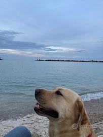 Labrador maschio per monta