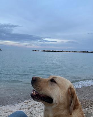 Labrador maschio per monta