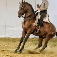 Hispano Arabo Vaquera Dressage Monta da Lavoro