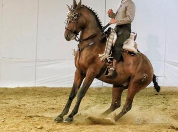Hispano Arabo Vaquera Dressage Monta da Lavoro