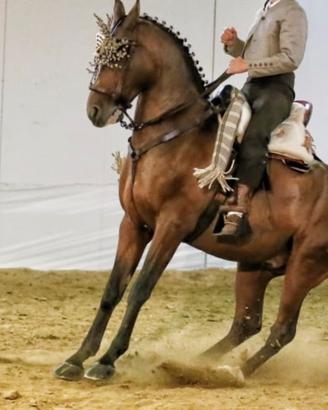 Hispano Arabo Vaquera Dressage Monta da Lavoro